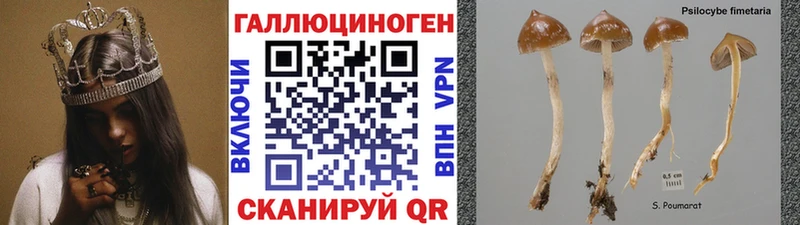 продажа наркотиков  Сосновка  Галлюциногенные грибы Psilocybine cubensis 